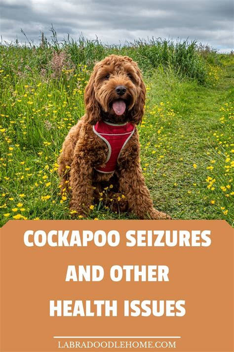 Image result for Cockapoo Problems