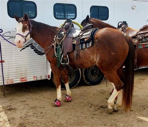 Donkey's Horse Sale - NEW LOCATION! Maryville, Missouri - April 1st