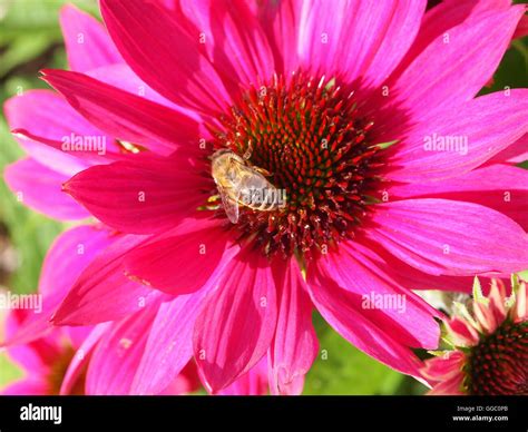 Flowers and colours Stock Photo - Alamy