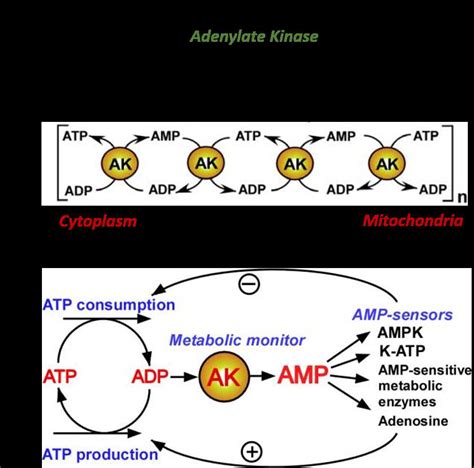 Image result for Modifying Enzyme Reaction