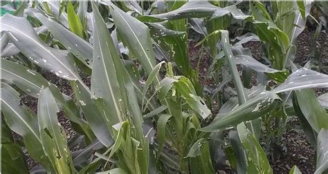 FALL ARMYWORM(FAW) INFESTATION DURING KHARIF, 2020 | DIPR Nagaland ...