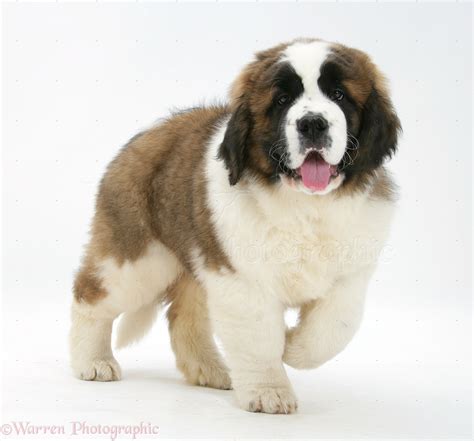 st bernard puppies (Jan 01 2013 05:25:58) ~ Picture Gallery