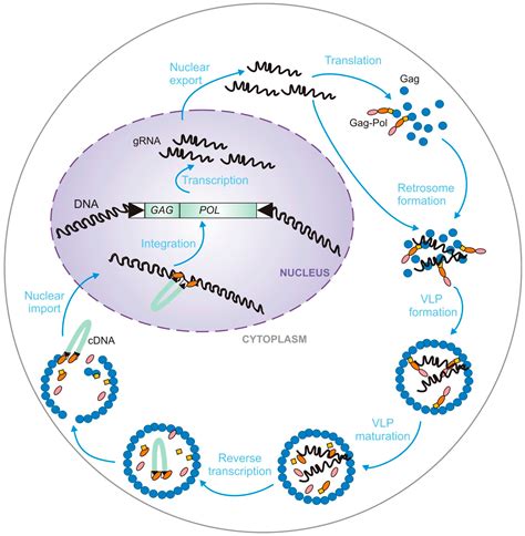 Determinants of Genomic RNA Encapsidation in the Saccharomyces ...