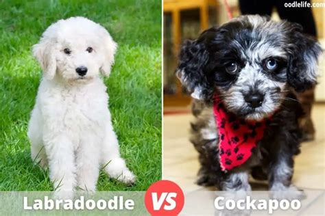 Image result for Cockapoo vs Labradoodle