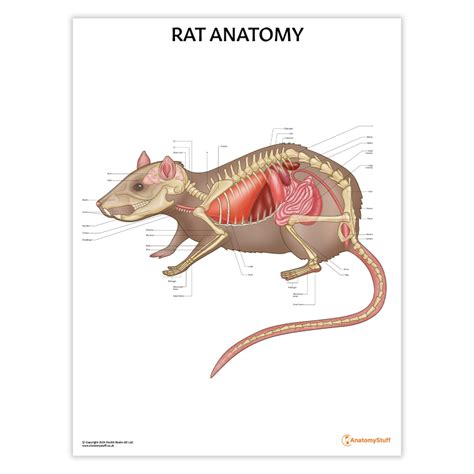 Rat Anatomy Poster | Bones Organs Small Mammal – AnatomyStuff