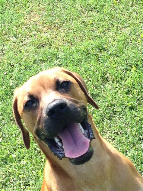 Second Chance Boxer Rescue Florida