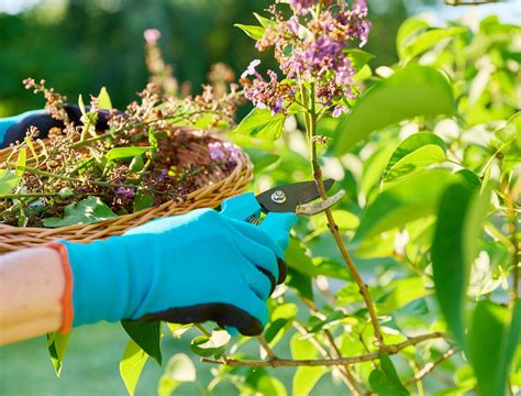 How Often to Prune Your Lilac Bushes