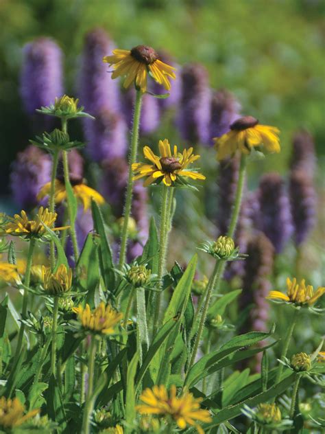 Kobold Blazing Star | Liatris splicata | Heyden's Gardens, Cedarburg, WI
