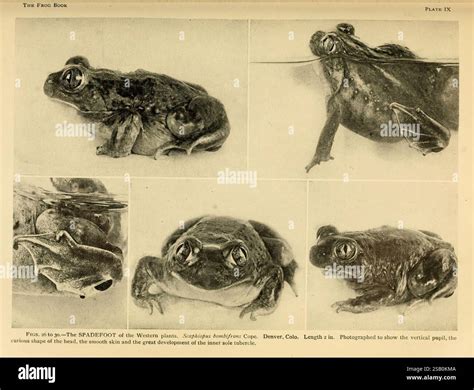 Beyond The Leap: Discover The Unique Features Of Frogs