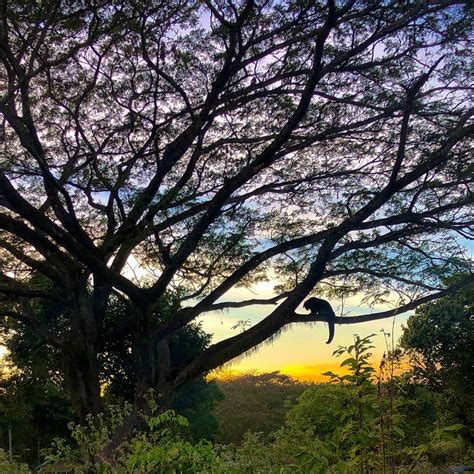 LAO CONSERVATION TRUST FOR WILDLIFE: Tutto quello che c'è da sapere