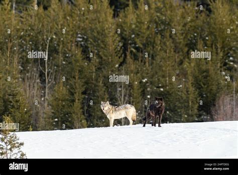 Image result for Yellowstone Grey Wolves