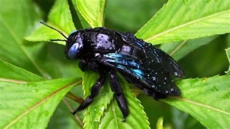 काले भंवरे से सावधान रहें... काटने से जा सकती है जान, 65 साल के बुजुर्ग ...