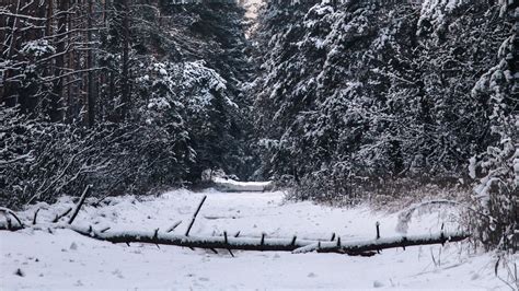 Download wallpaper 1920x1080 forest, snow, winter, trees full hd, hdtv ...