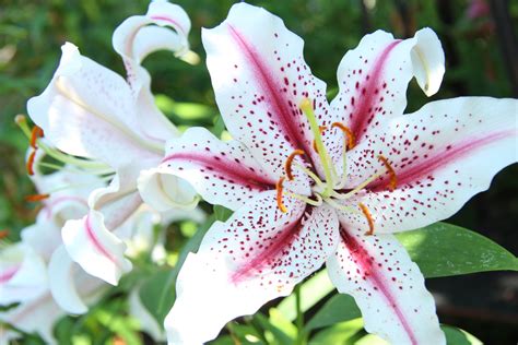 Star Gazer Lily Free Stock Photo - Public Domain Pictures