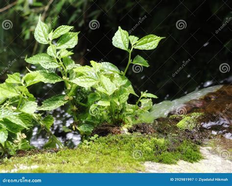 Wild Herbaceous Plants that Grow on Rocks Along the River Stock Image - Image of vegetable, wild ...