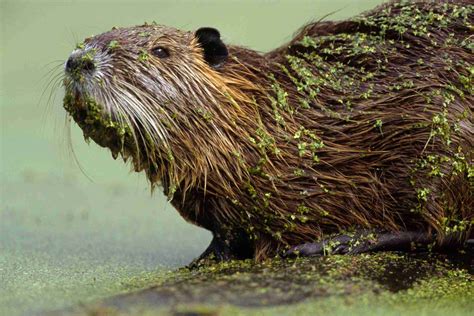 What Do Nutria Eat?
