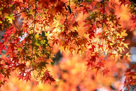 Japan Fall Foliage Tours: Autumn 2025/2026 in Japan