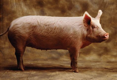 Researchers Identify New Swine Flu Strain With “Human Pandemic ...