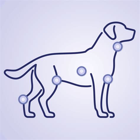 What Sti Causes Swollen Lymph Nodes In Groin Dog - Infoupdate.org