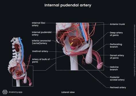 Internal pudendal artery | Anatomy.app