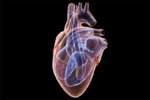 Slow heart rate doesn't mean early death risk