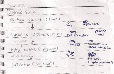 Preparation Gram Stain 的图像结果
