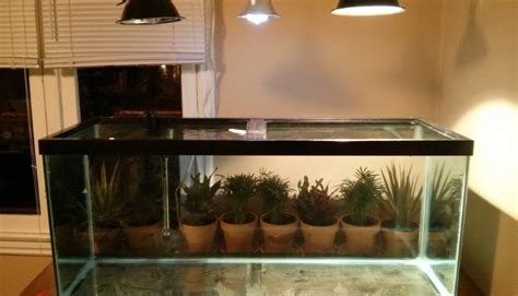 Image result for Red Ear Slider Turtle Tank Setup
