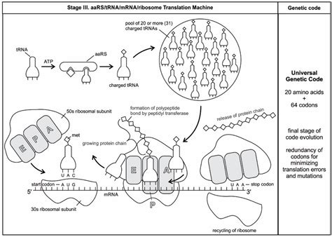 The Origin of Prebiotic Information System in the Peptide/RNA World: A ...