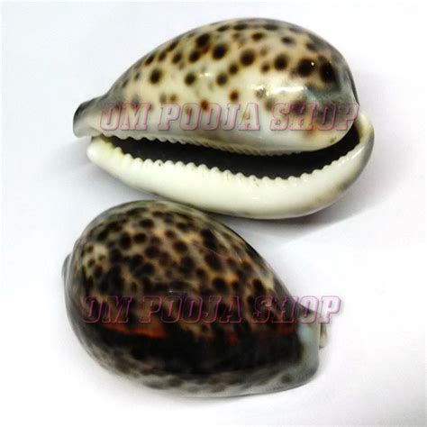 Big Vishnu Kaudi / Cowry Shell set of 2 @ Om Pooja Shop