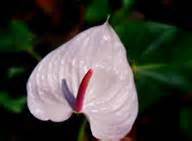 Horticulture :: Flower Crops :: Anthurium