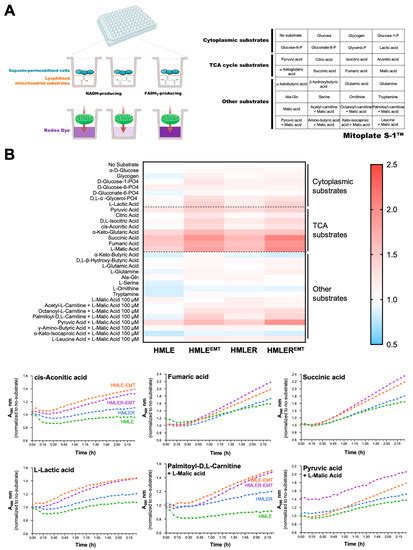 Cancers | Special Issue : Metabolic Alterations in Cancer