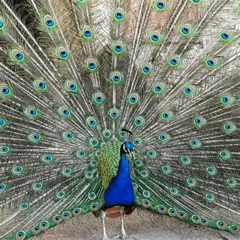 Motivos Tradicionais De Pavao Indiano