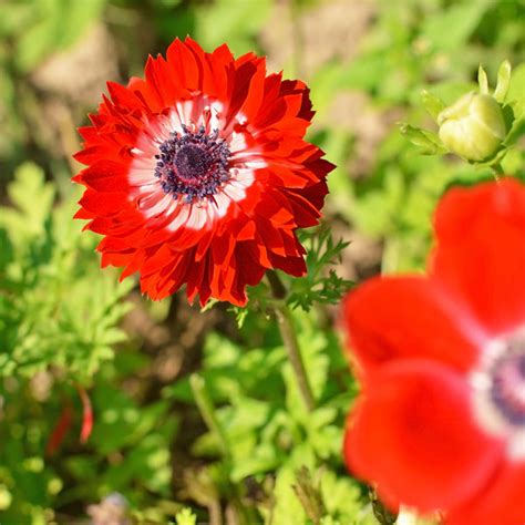 Anemone The Governor Bulbs - Bold Red Blooms | AllThatGrows