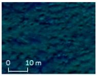 Extraction of Mangrove Community of Kandelia obovata in China Based on ...