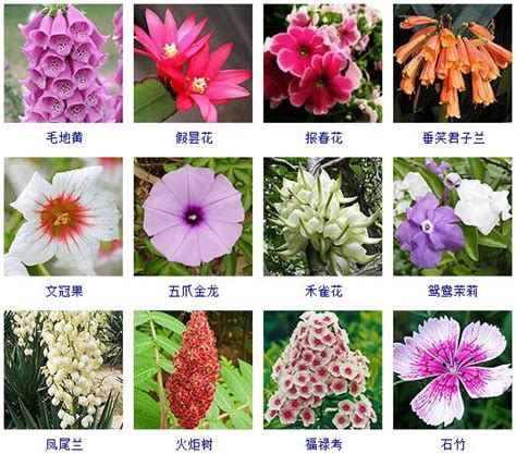 20种花海植物，你认识几种？