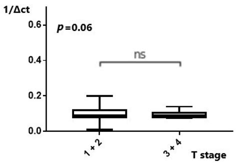 The Expression Patterns and Implications of MALAT1, MANCR, PSMA3-AS1 ...