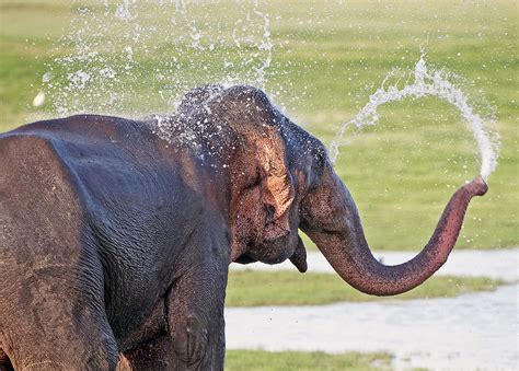 How Do Elephants Drink at Brooke Bermingham blog