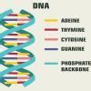 Rosalind franklin and maurice wilkins contribution to dna - Brainly.in