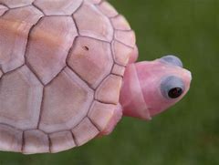 Image result for Albino Sea Turtle