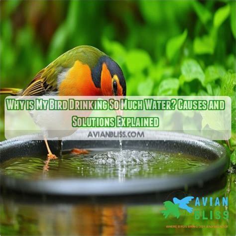 Image result for Bird Exploding Drinking Elcsta Water