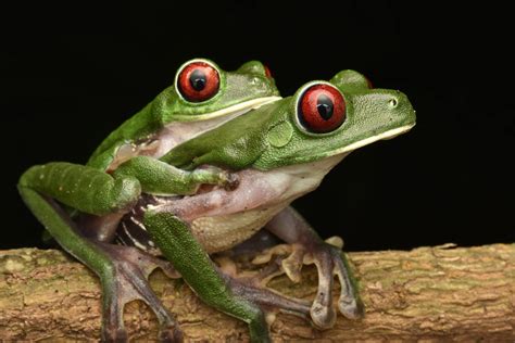 Red-eyed Tree Frogs · Free Stock Photo