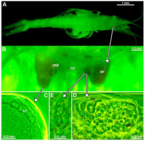 Evidence and Modification of Non-Visual Eyestalk Organs in Troglobiont ...