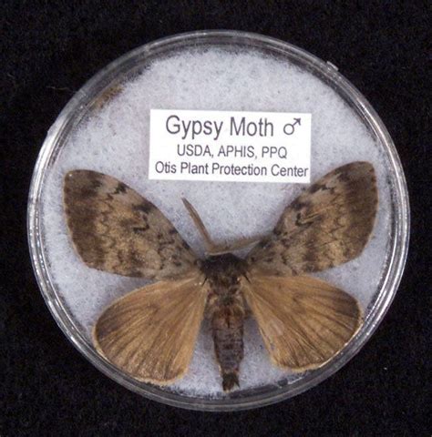 Image result for Gypsy Moth Control