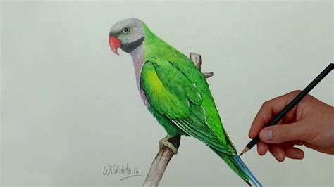 Image result for Parrot Drawing Printable
