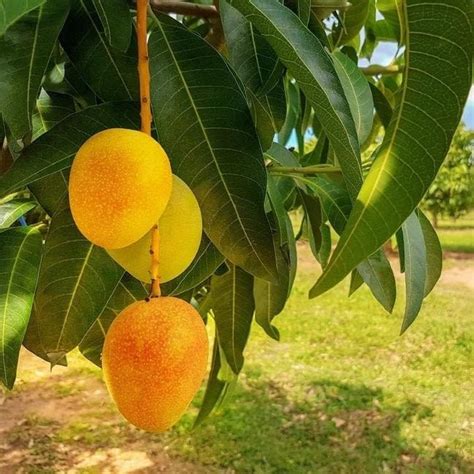 Mango Live Plant Kesar Gujarat-Origin Tree with Sweet Juicy Flesh and ...