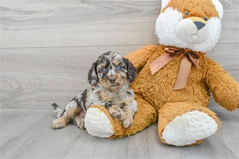 Image result for Cockapoo Dog Baby