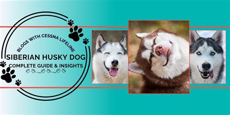 Siberian Husky Dog: Complete Guide & Insights