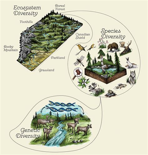 Результат пошуку зображень за запитом "biodiversity" | Biology notes ...