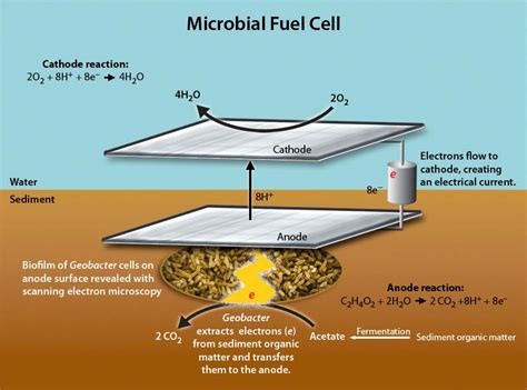 Microbial_Fuel_Cell_or