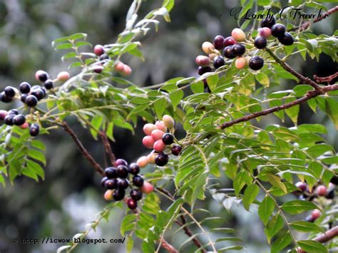 Curry leaf plant - Murraya koenigii